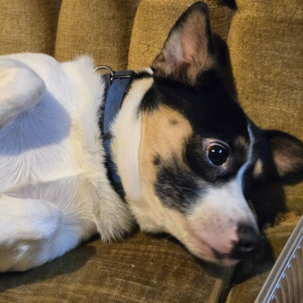 Enlarge Beau, an adopted mixed breed in Toronto, ON image 3/5