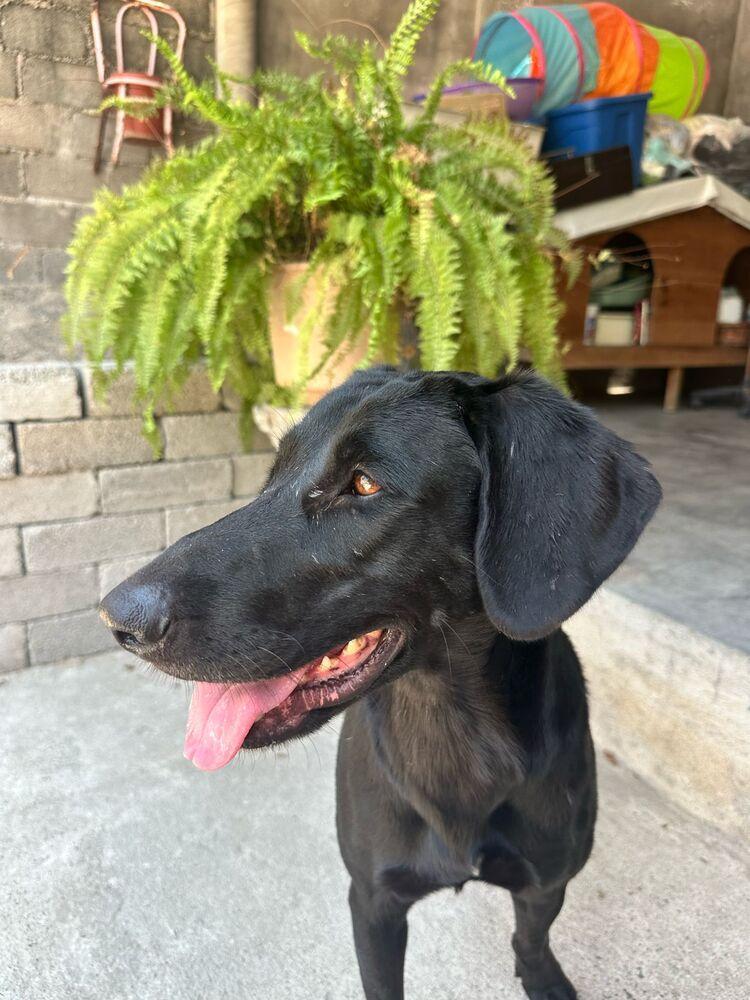 Enlarge Osa (CP), a Adoptable mixed breed in San Diego, CA image 1/6