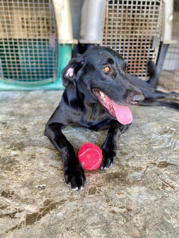 Osa (CP), Adoptable, Adult Female Mixed Breed.