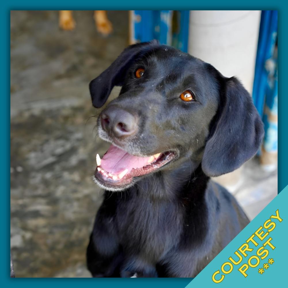 Enlarge Osa (CP), a Adoptable mixed breed in San Diego, CA image 3/6