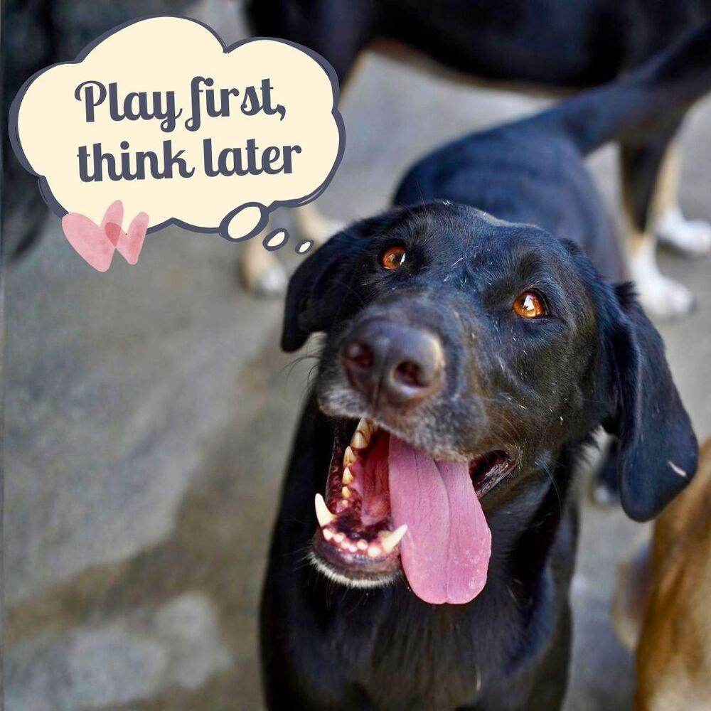 Osa (CP), a Adoptable mixed breed in San Diego, CA image 4/6