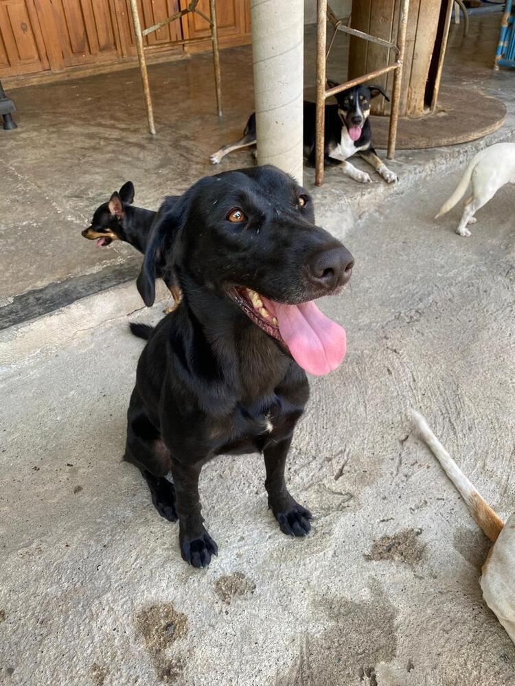 Enlarge Osa (CP), a Adoptable mixed breed in San Diego, CA image 5/6