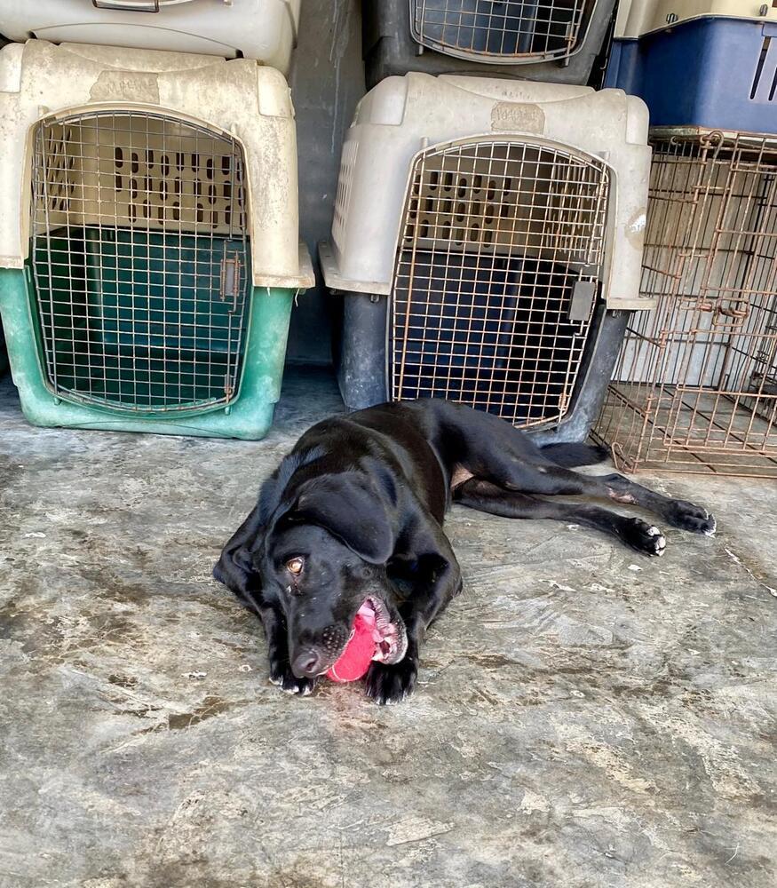 Enlarge Osa (CP), a Adoptable mixed breed in San Diego, CA image 6/6