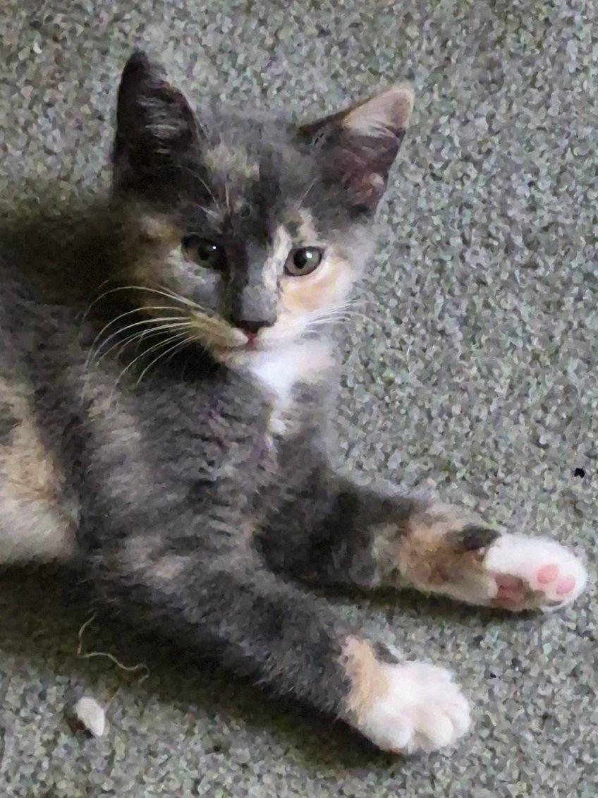 Enlarge Sugar, an adopted Domestic Short Hair in Jeffersonville, IN image 1/1