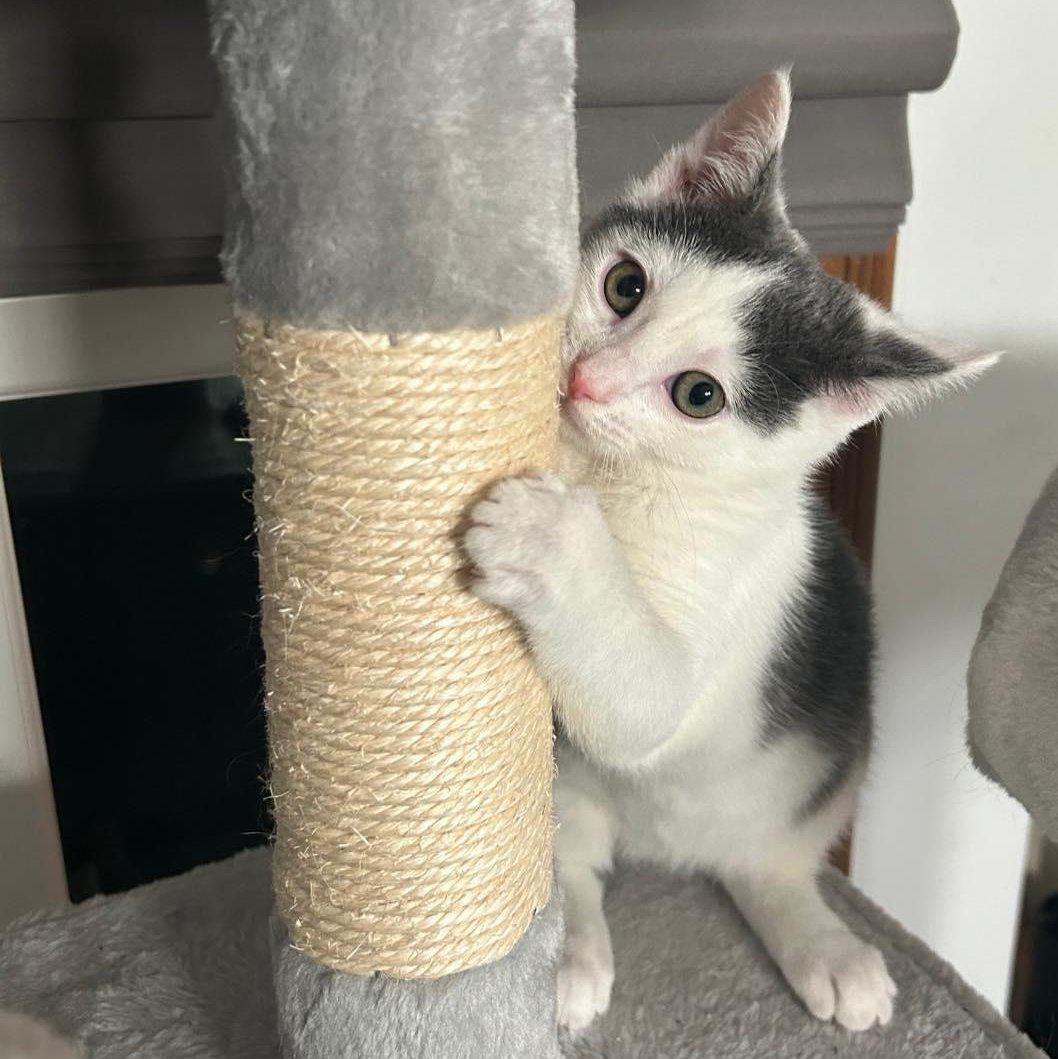 Enlarge Mumble, a Adopted Domestic Short Hair in LEETONIA, OH image 3/3