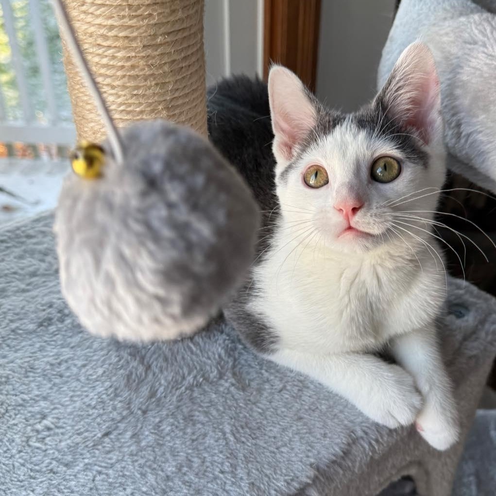 Enlarge Mumble, a Adopted Domestic Short Hair in LEETONIA, OH image 2/3