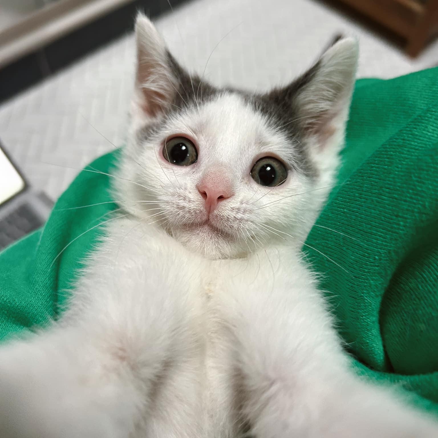 Mumble, Adopted, Kitten Male Domestic Short Hair.