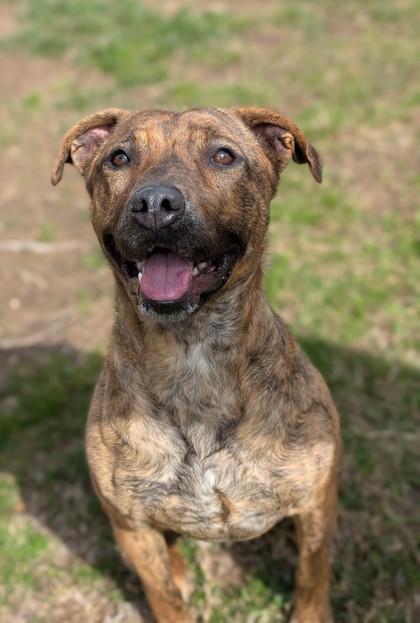 Enlarge Pepper 148-25, a Adoptable mixed breed in Cumming, GA image 1/3
