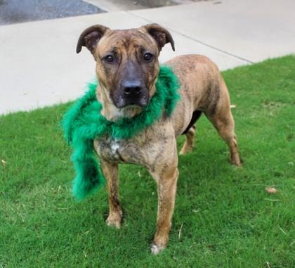 Pepper 148-25, Adoptable, Adult Female Treeing Walker Coonhound & Mixed Breed.