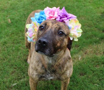 Pepper 148-25, Adoptable, Adult Female Treeing Walker Coonhound & Mixed Breed.