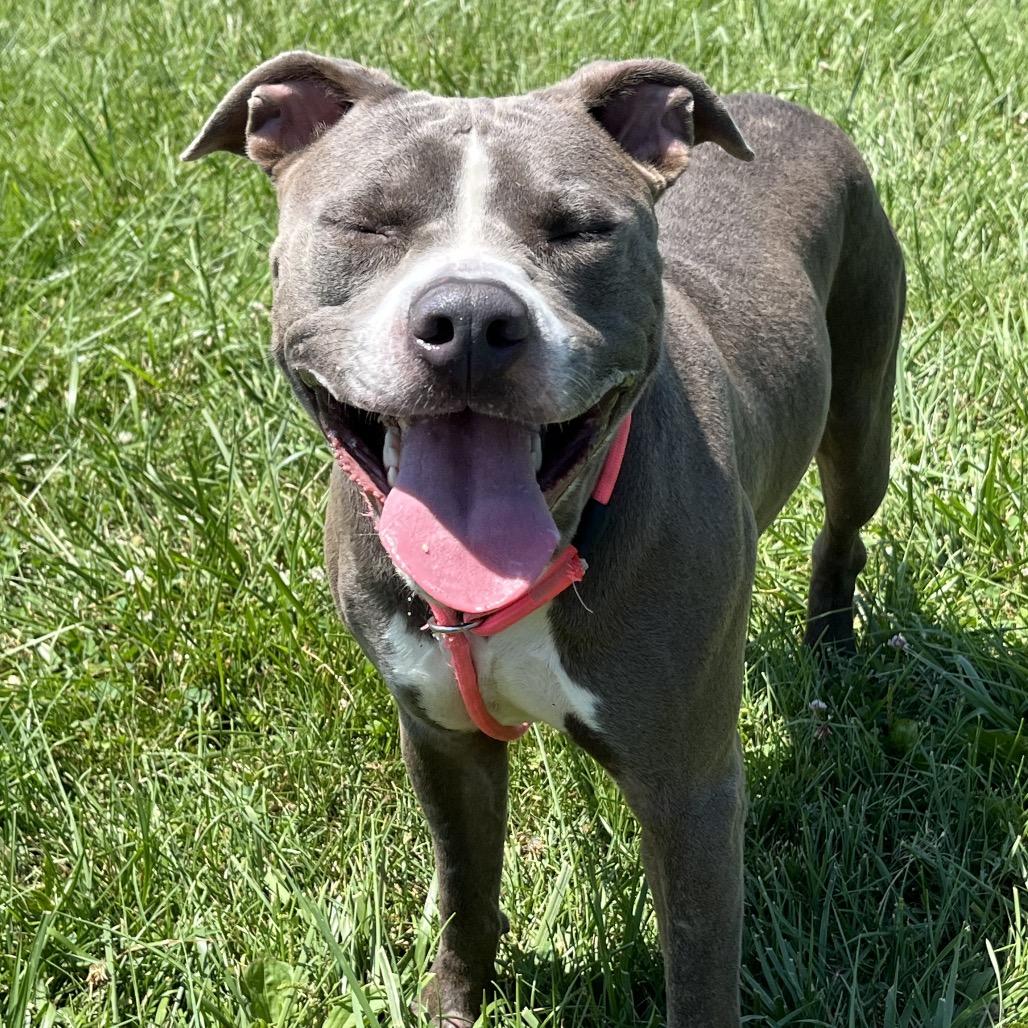 Tucker, Adoptable, Adult Male Mixed Breed.