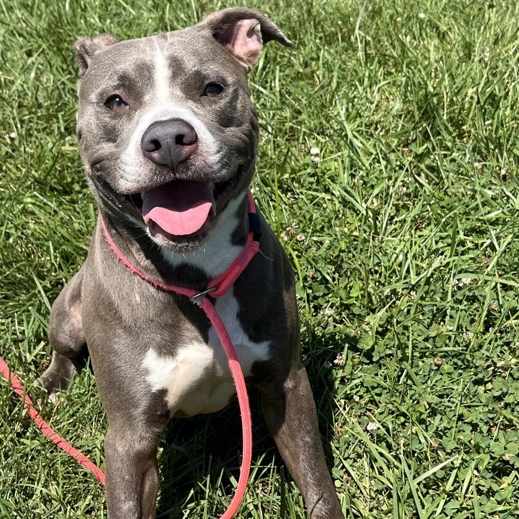Tucker, a Adoptable Mixed Breed in Jeffersonville, IN image 2/4