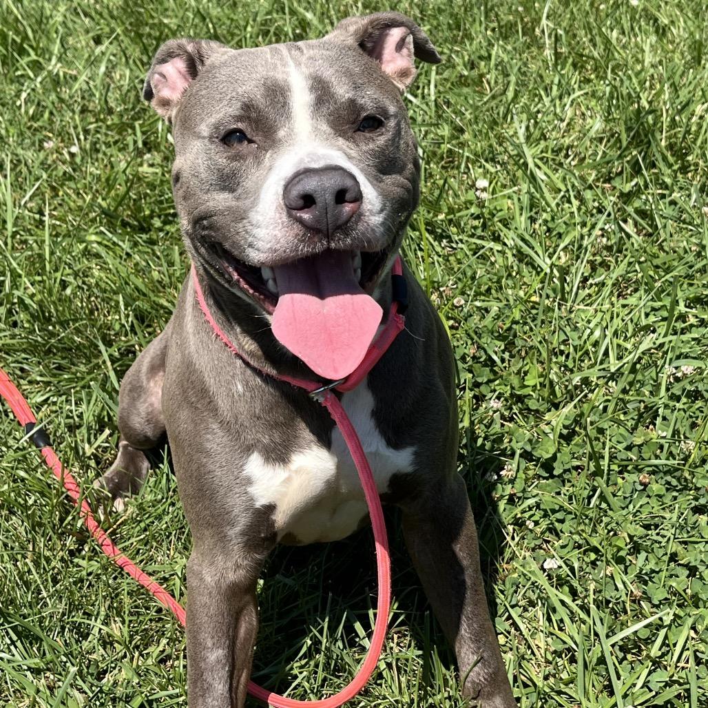 Tucker, a Adoptable Mixed Breed in Jeffersonville, IN image 4/4