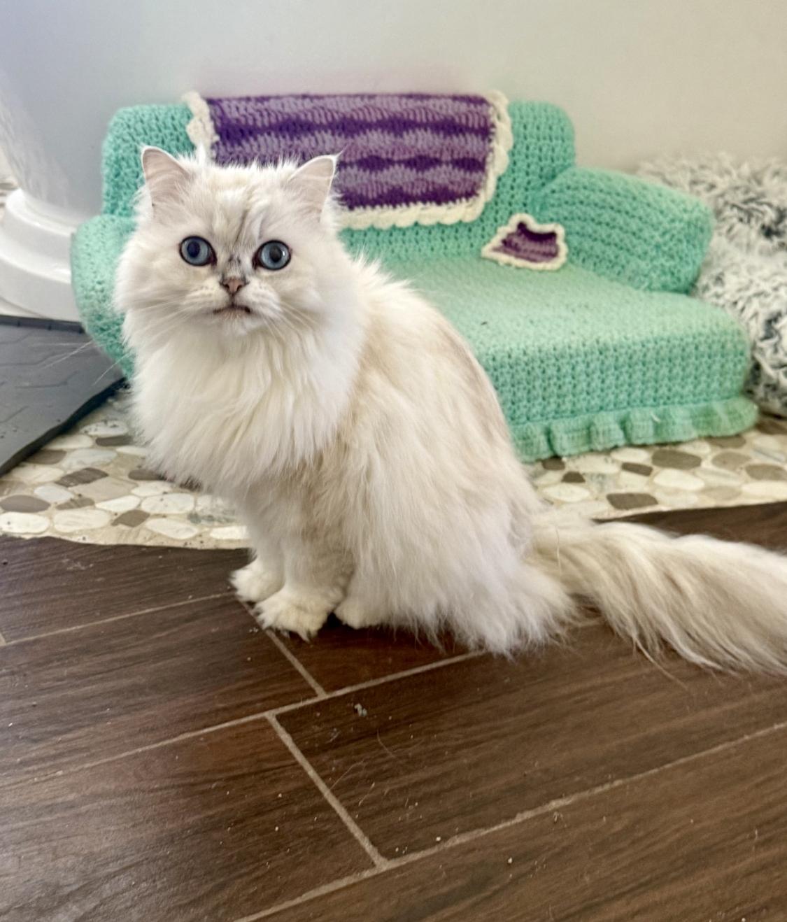 CHLOE, ADOPTABLE, Adult Female Ragamuffin.