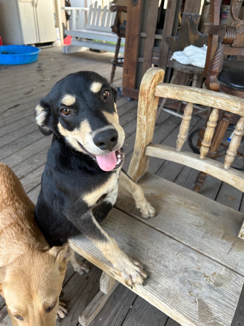 Charlie, Young Male Australian Kelpie
