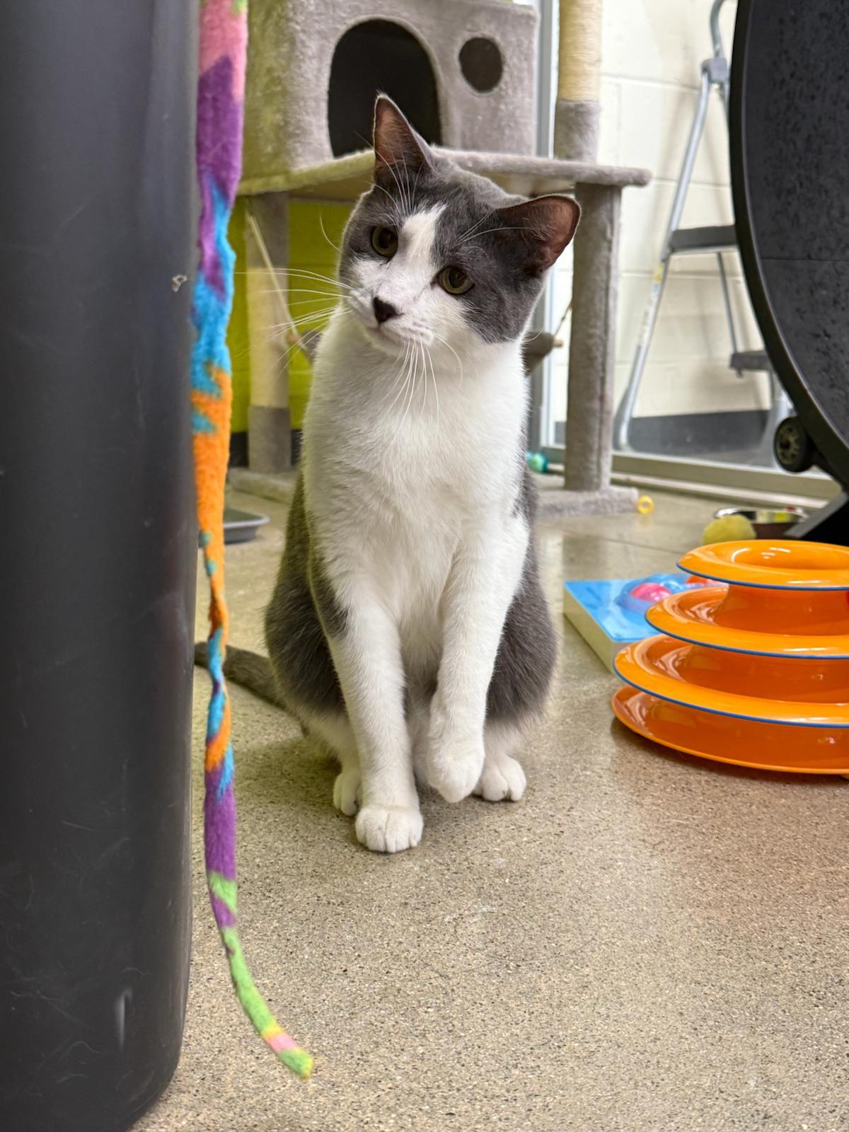 Westley, Adoptable, Young Male Domestic Short Hair.