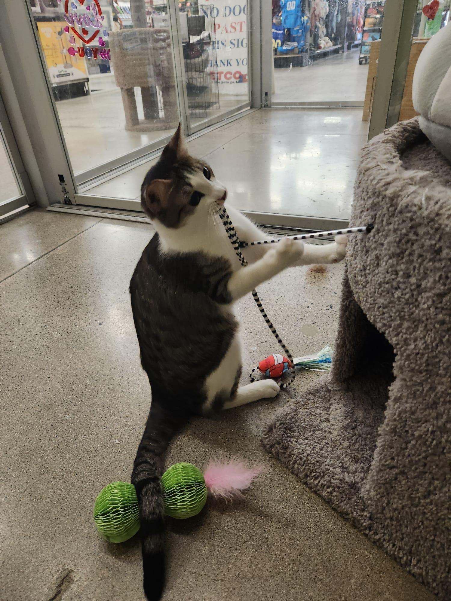 Westley, a Adoptable Domestic Short Hair image 2/2