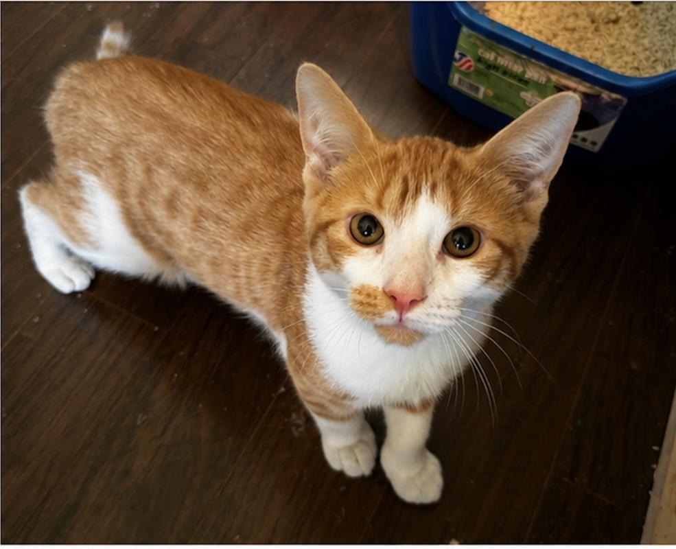 Rusty, a ADOPTABLE Domestic Short Hair in Mississauga, ON image 3/3