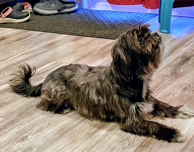 Enlarge Oliver, a ADOPTABLE mixed breed in Winnipeg, MB image 3/5