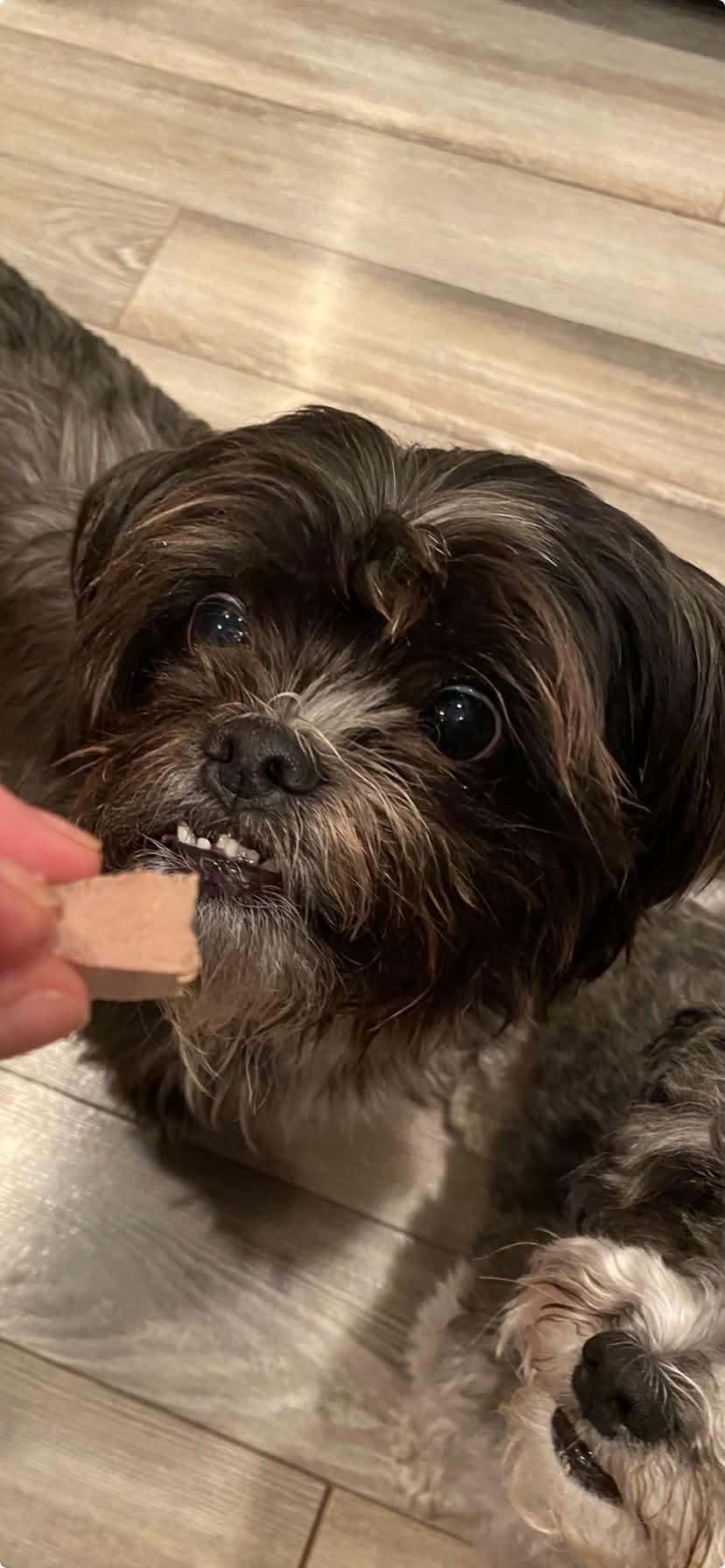 Enlarge Oliver, a ADOPTABLE mixed breed in Winnipeg, MB image 4/5