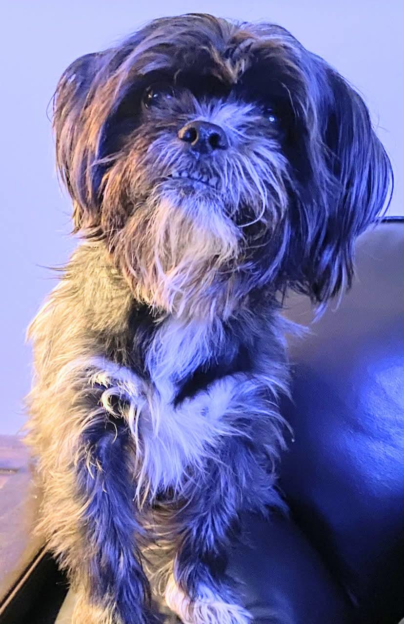 Oliver, ADOPTABLE, Adult Male Shih Tzu.