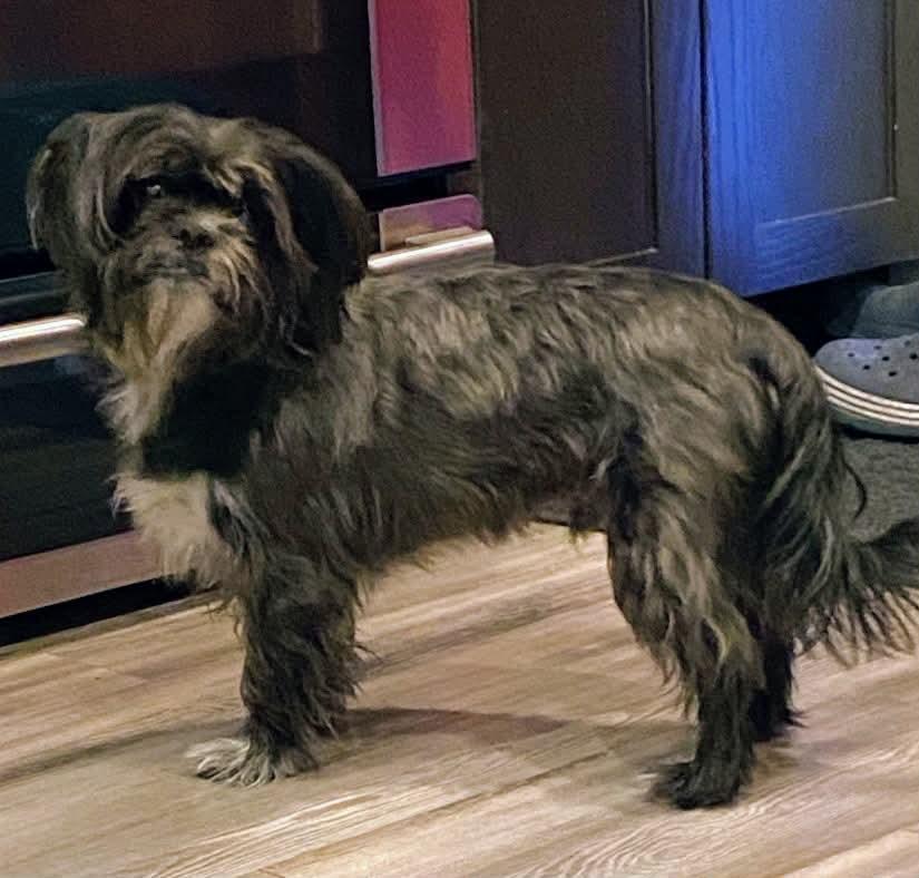 Enlarge Oliver, a ADOPTABLE mixed breed in Winnipeg, MB image 2/5