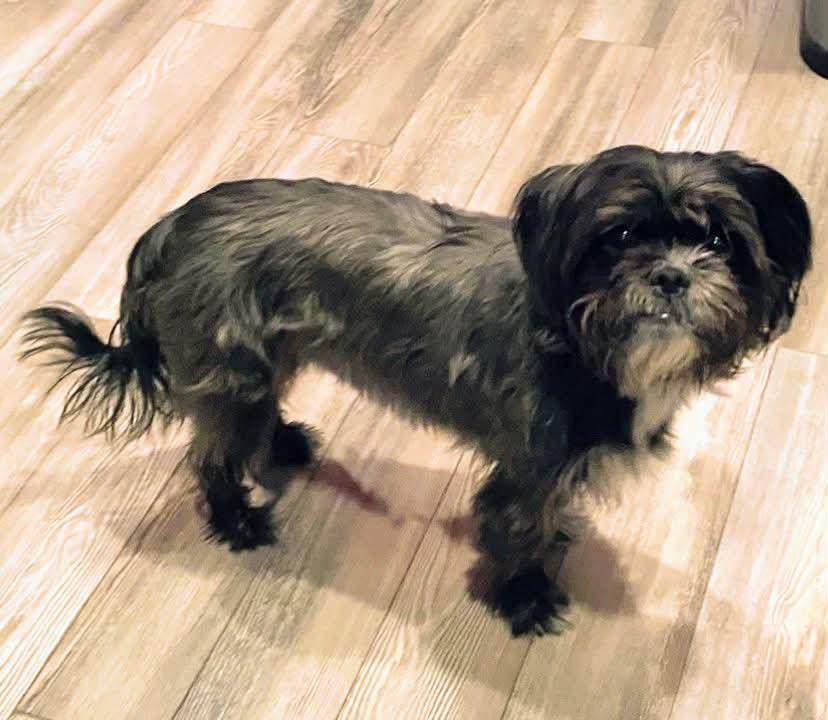 Enlarge Oliver, a ADOPTABLE mixed breed in Winnipeg, MB image 5/5