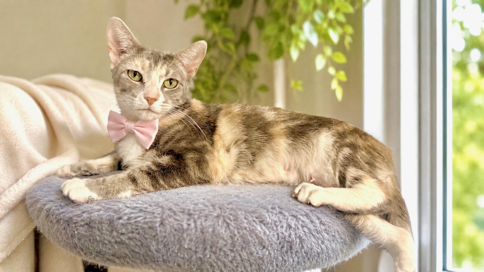 Camellia, ADOPTABLE, Young Female Calico & Tabby.