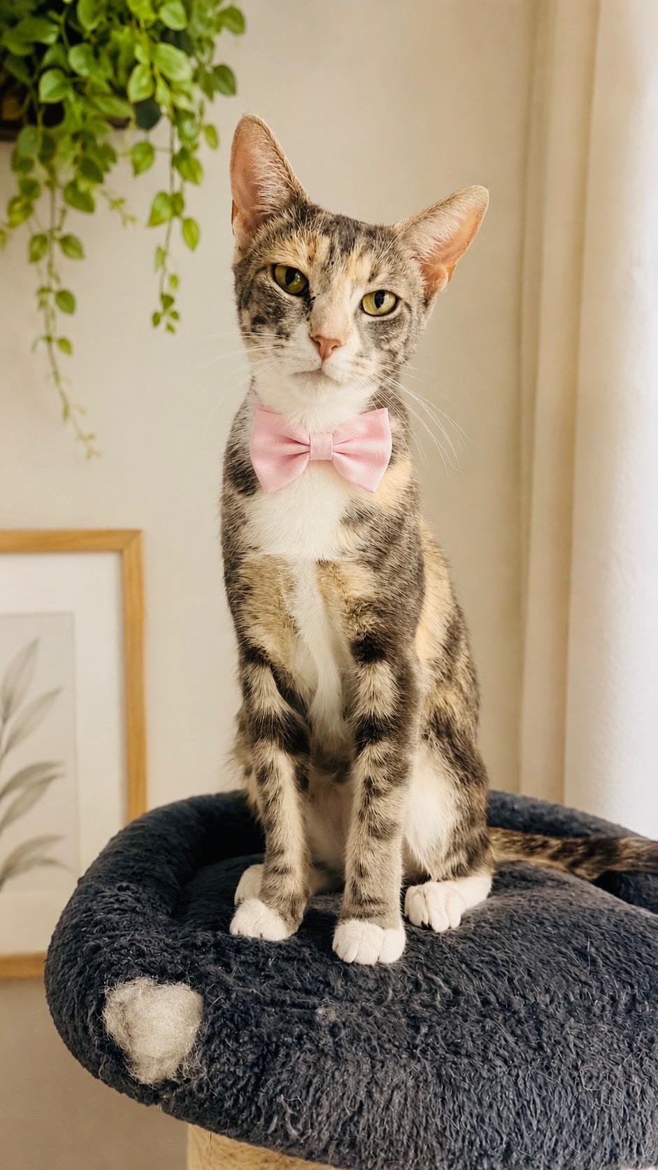 Enlarge Camellia, a ADOPTABLE mixed breed in Boston, MA image 2/2