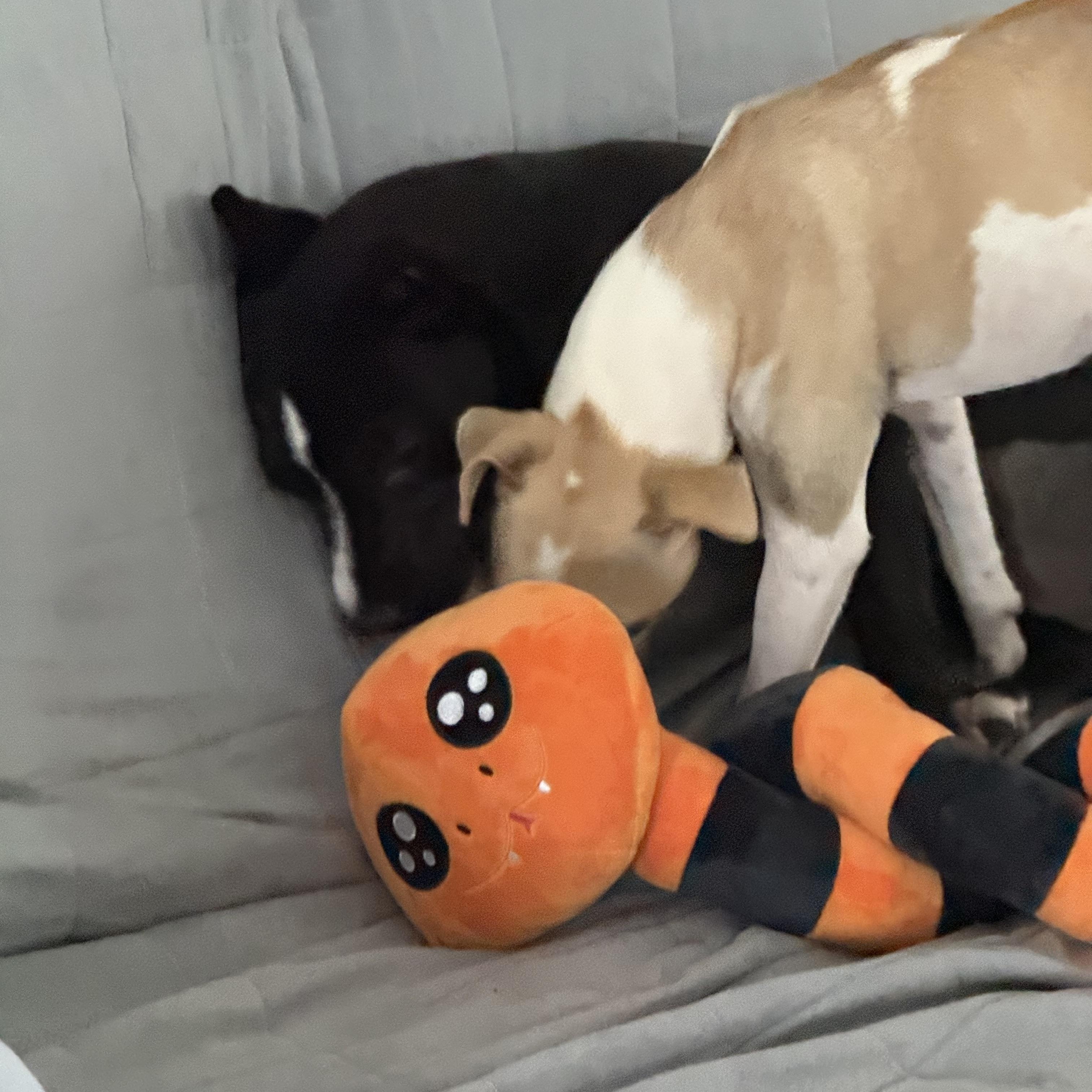 Enlarge Luna, a Adopted mixed breed in Palm Bay, FL image 3/3