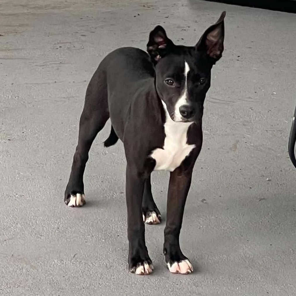 Enlarge Luna, a Adopted mixed breed in Palm Bay, FL image 2/3