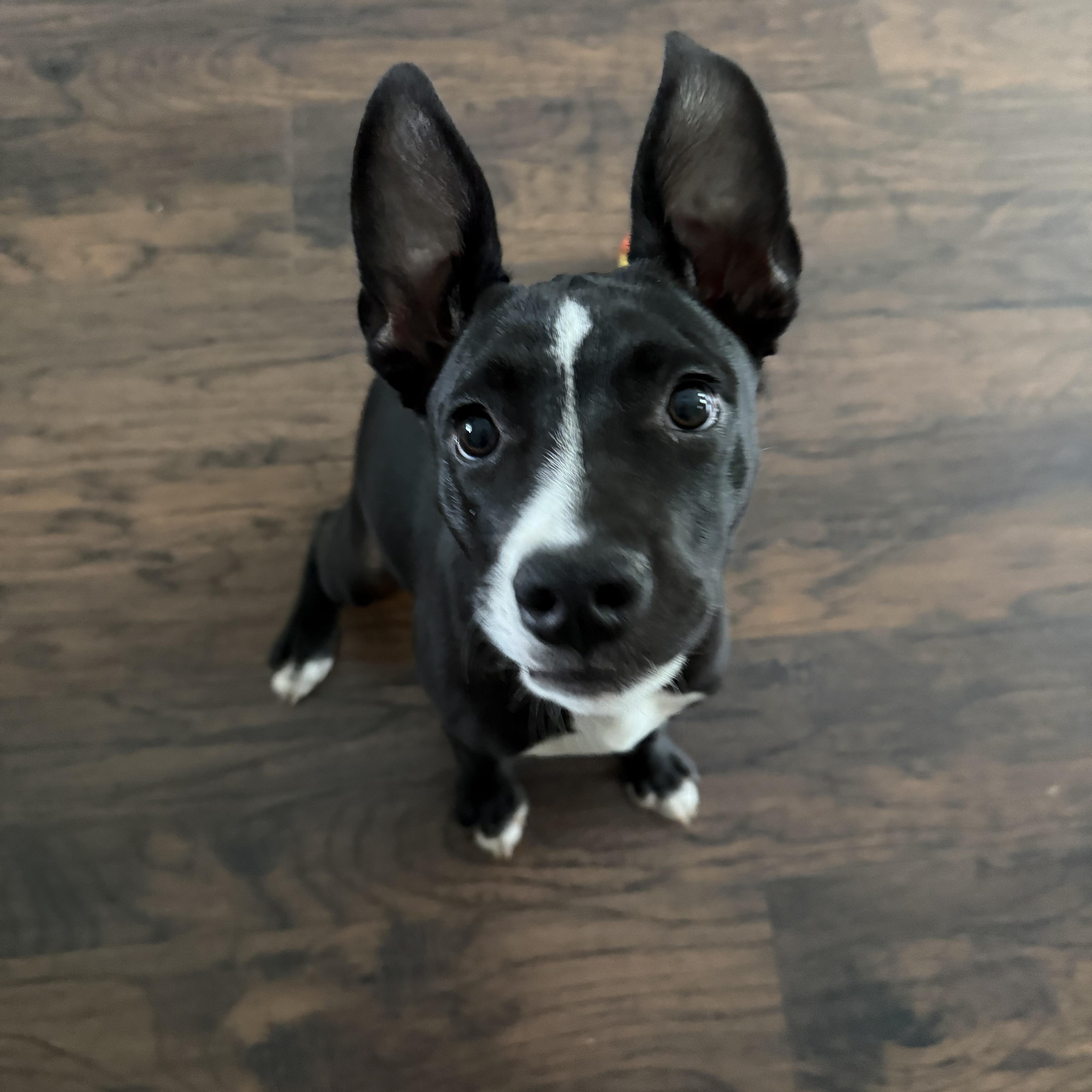 Luna, Adopted, Puppy Female Hound & Pit Bull Terrier.