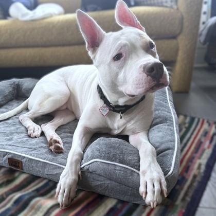 Paddy Cakes, Adoptable, Adult Female Pit Bull Terrier & Mixed Breed.