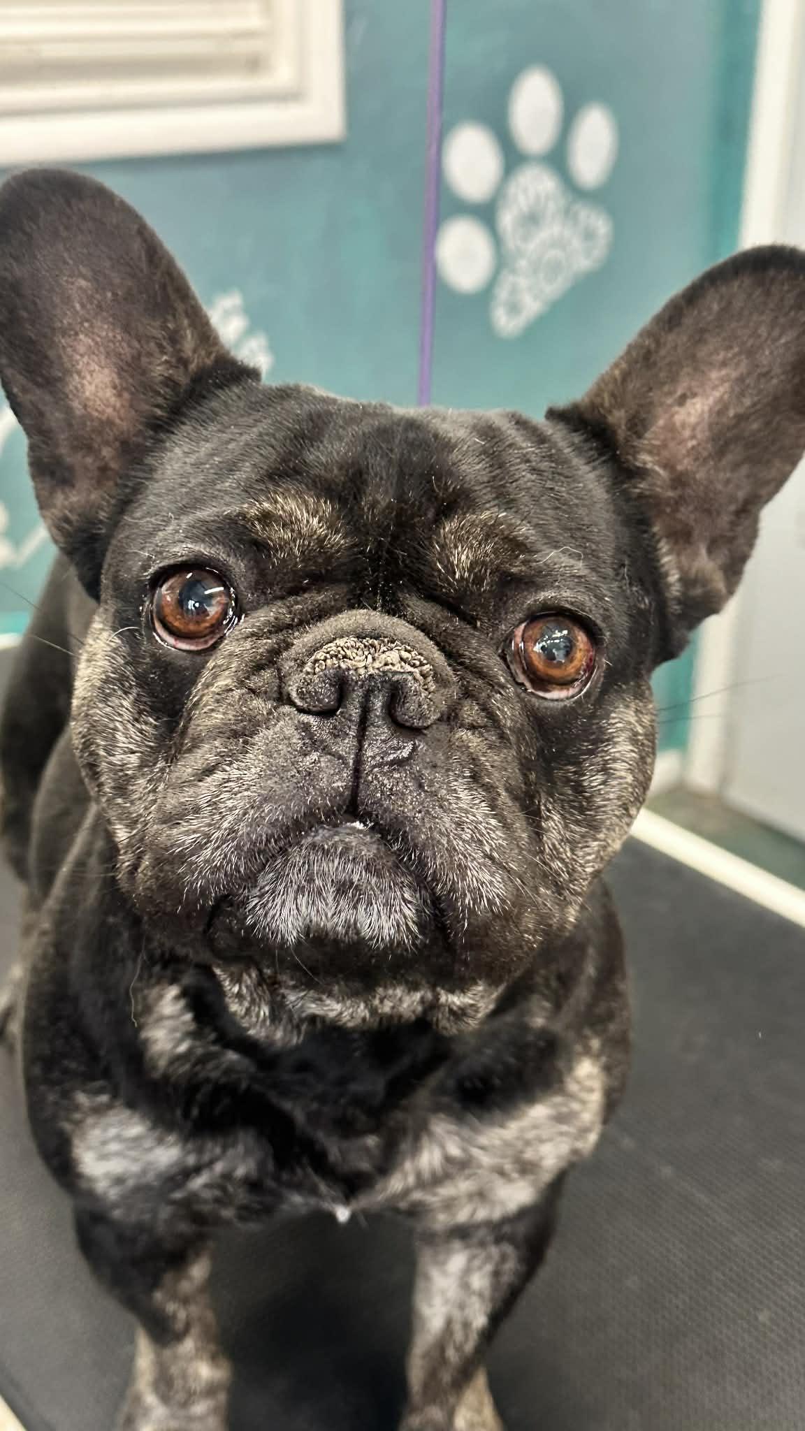 Enlarge Piggy, a ADOPTABLE French Bulldog in Salina, UT image 1/1