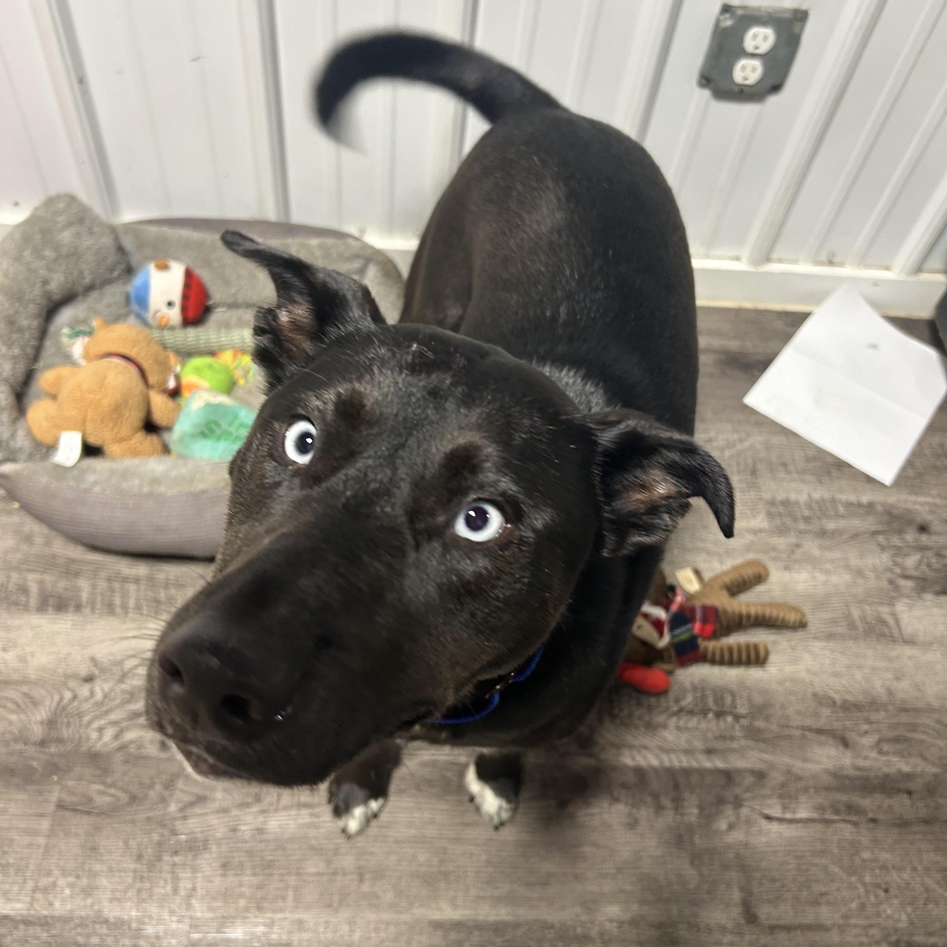 Zippy, Young Male Black Labrador Retriever