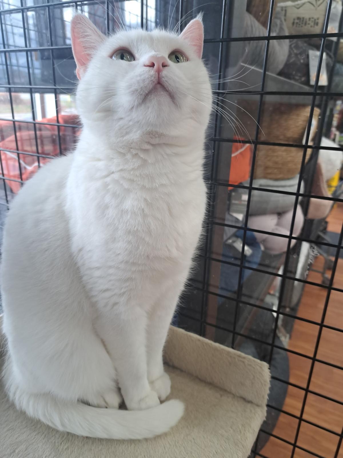 Louie - Pet Valu Mavis