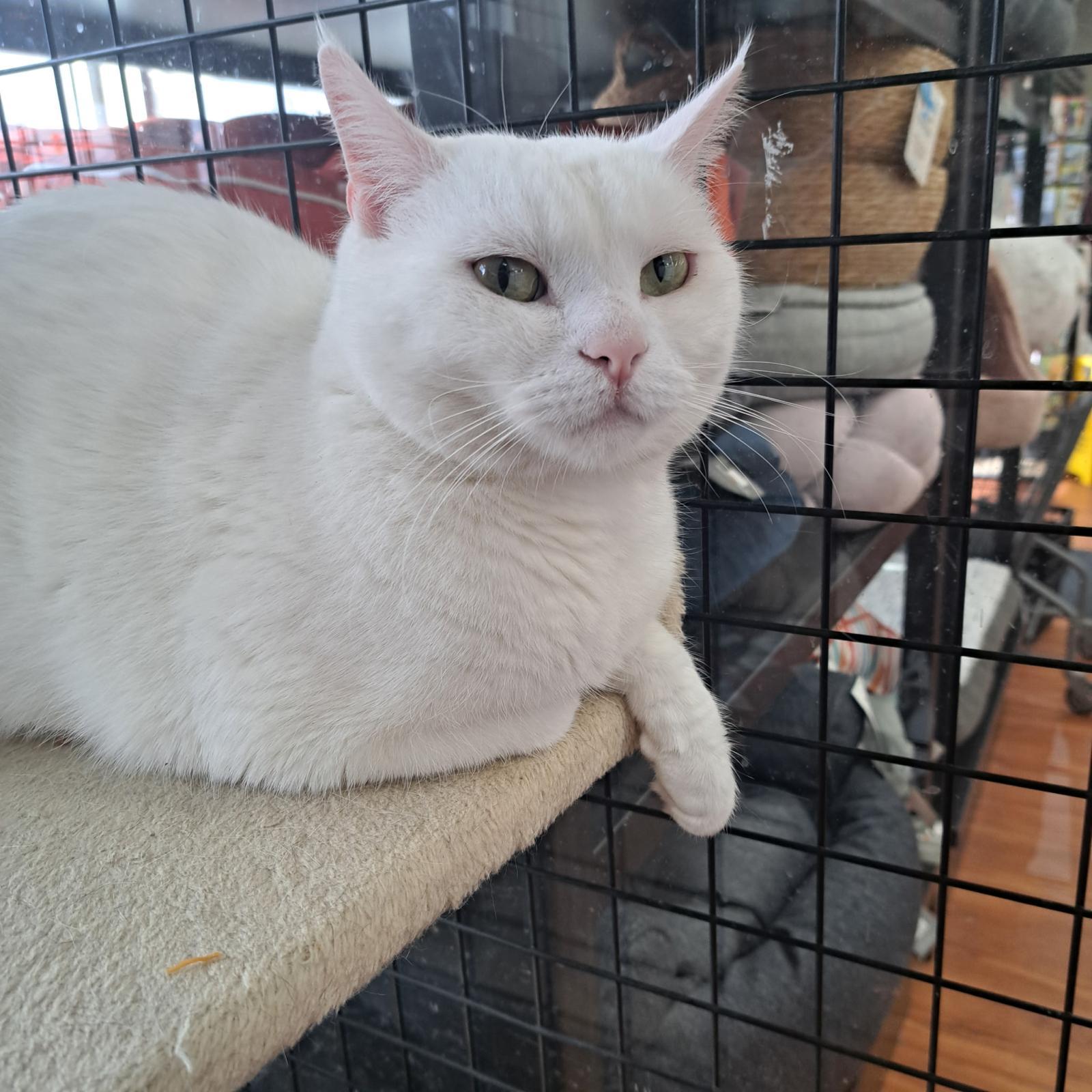 Louie - Pet Valu Mavis