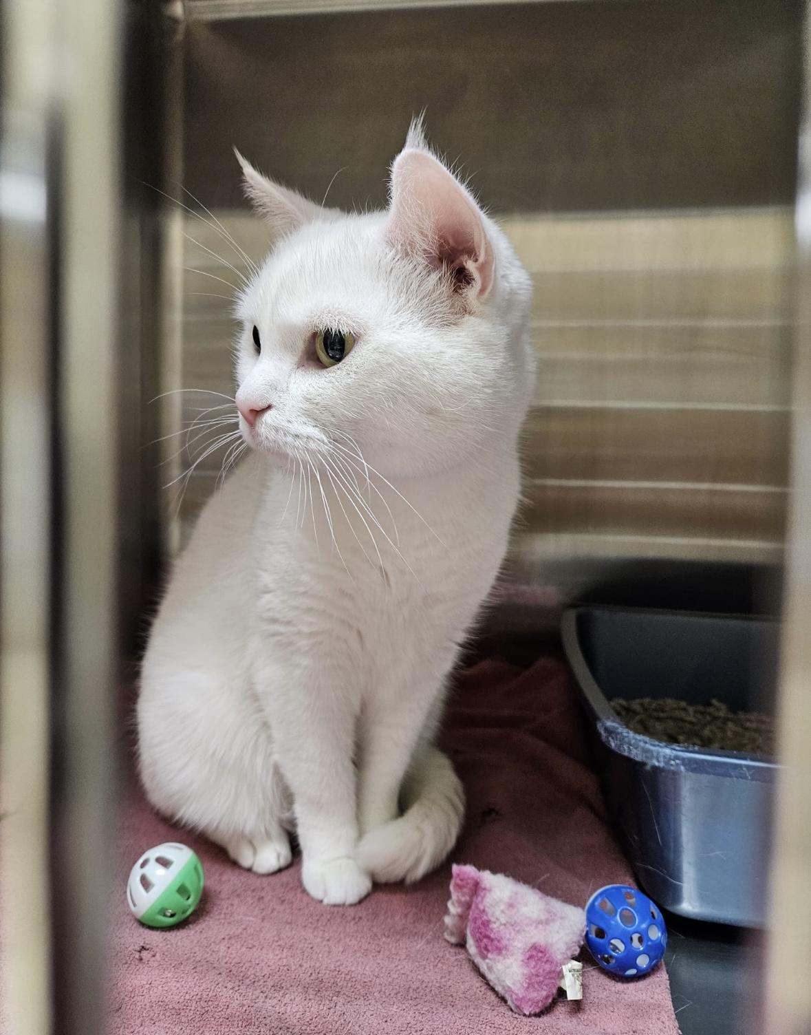 Louie - Pet Valu Mavis