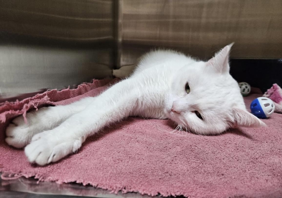 Louie - Pet Valu Mavis