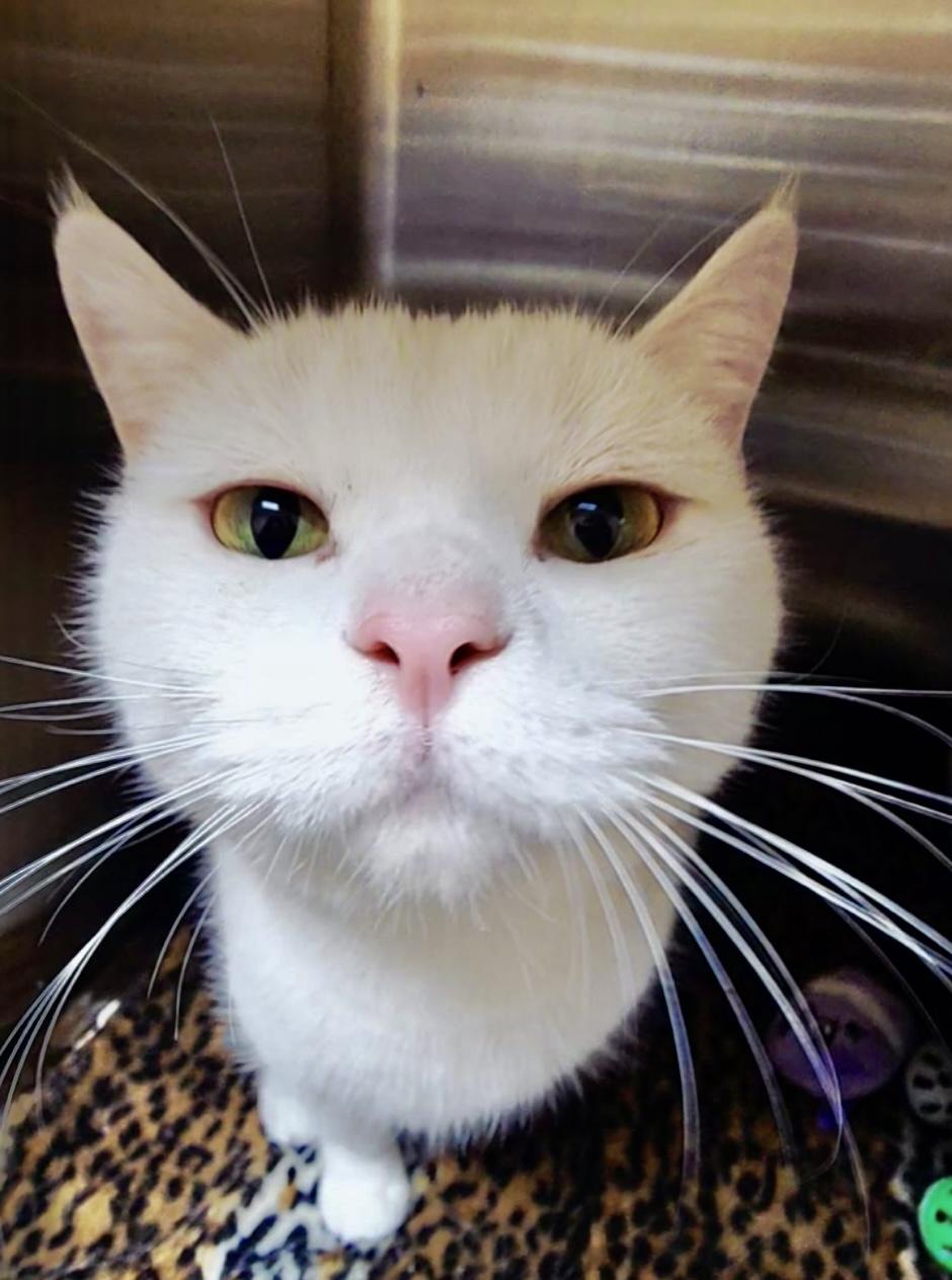 Louie - Pet Valu Mavis