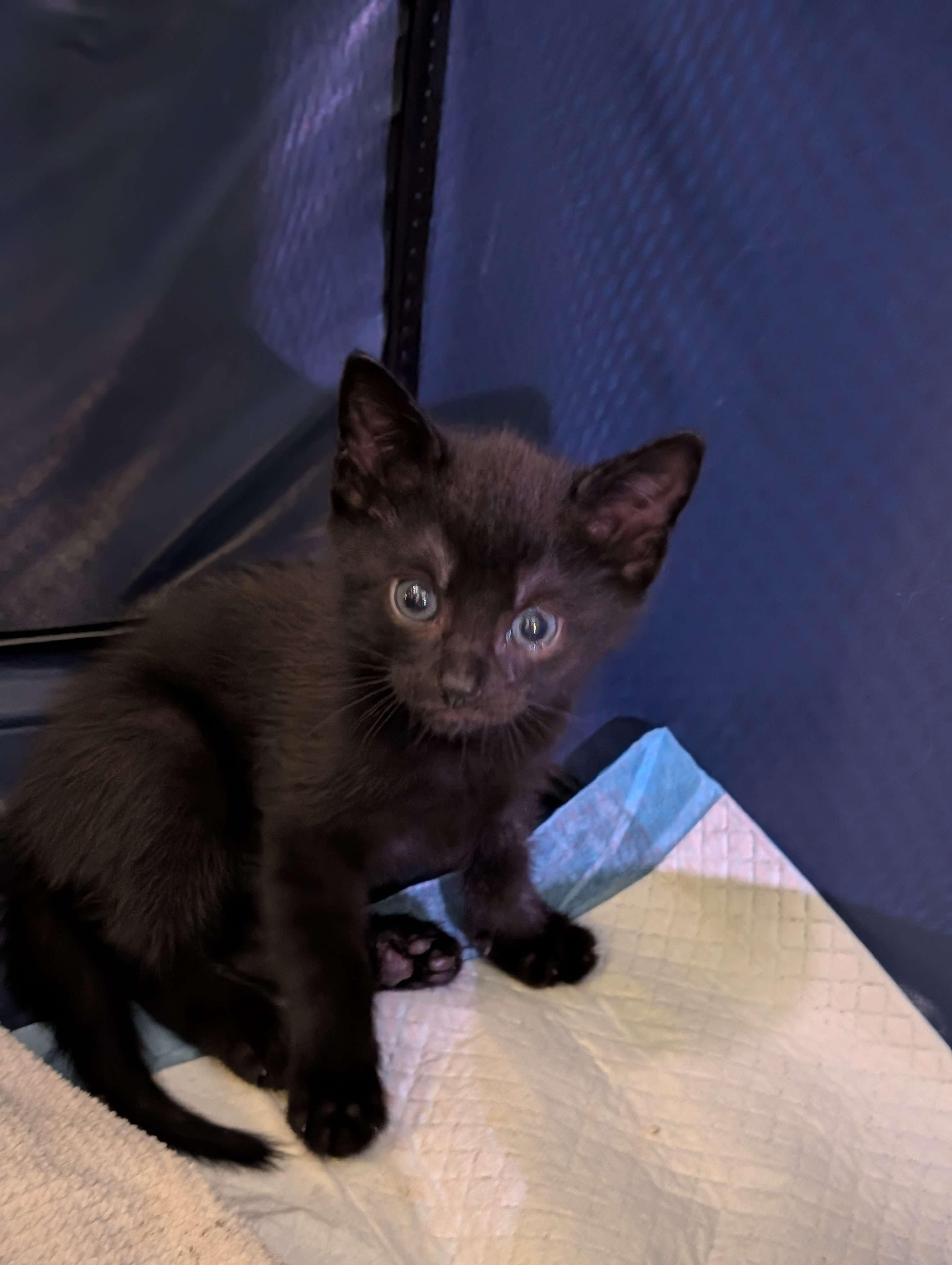 Diego (Pending), Fresno, & San Francisco (Pending), a ADOPTABLE Domestic Short Hair in Weehawken, NJ image 5/6