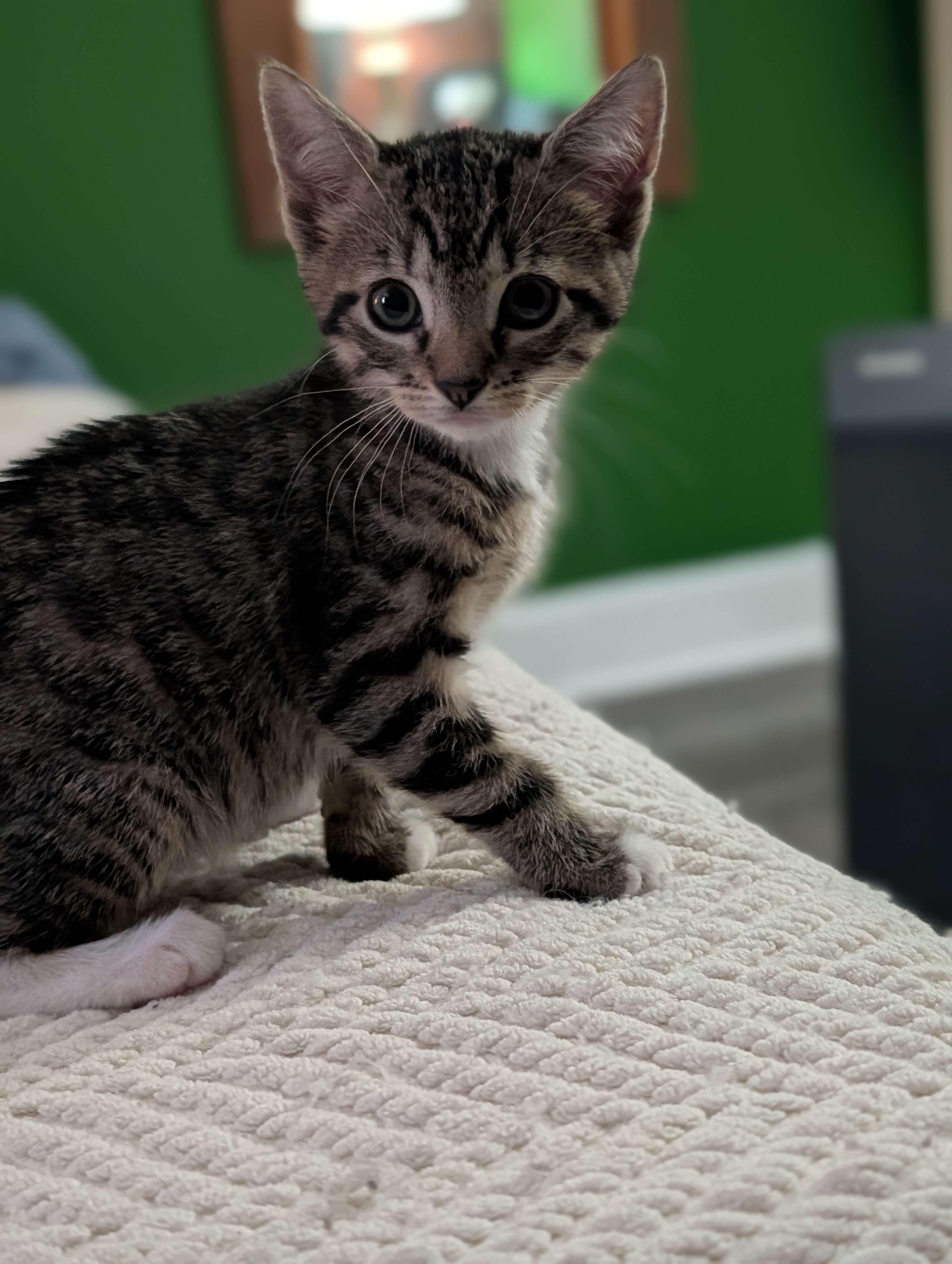 Diego (Pending), Fresno, & San Francisco (Pending), a ADOPTABLE Domestic Short Hair in Weehawken, NJ image 4/6