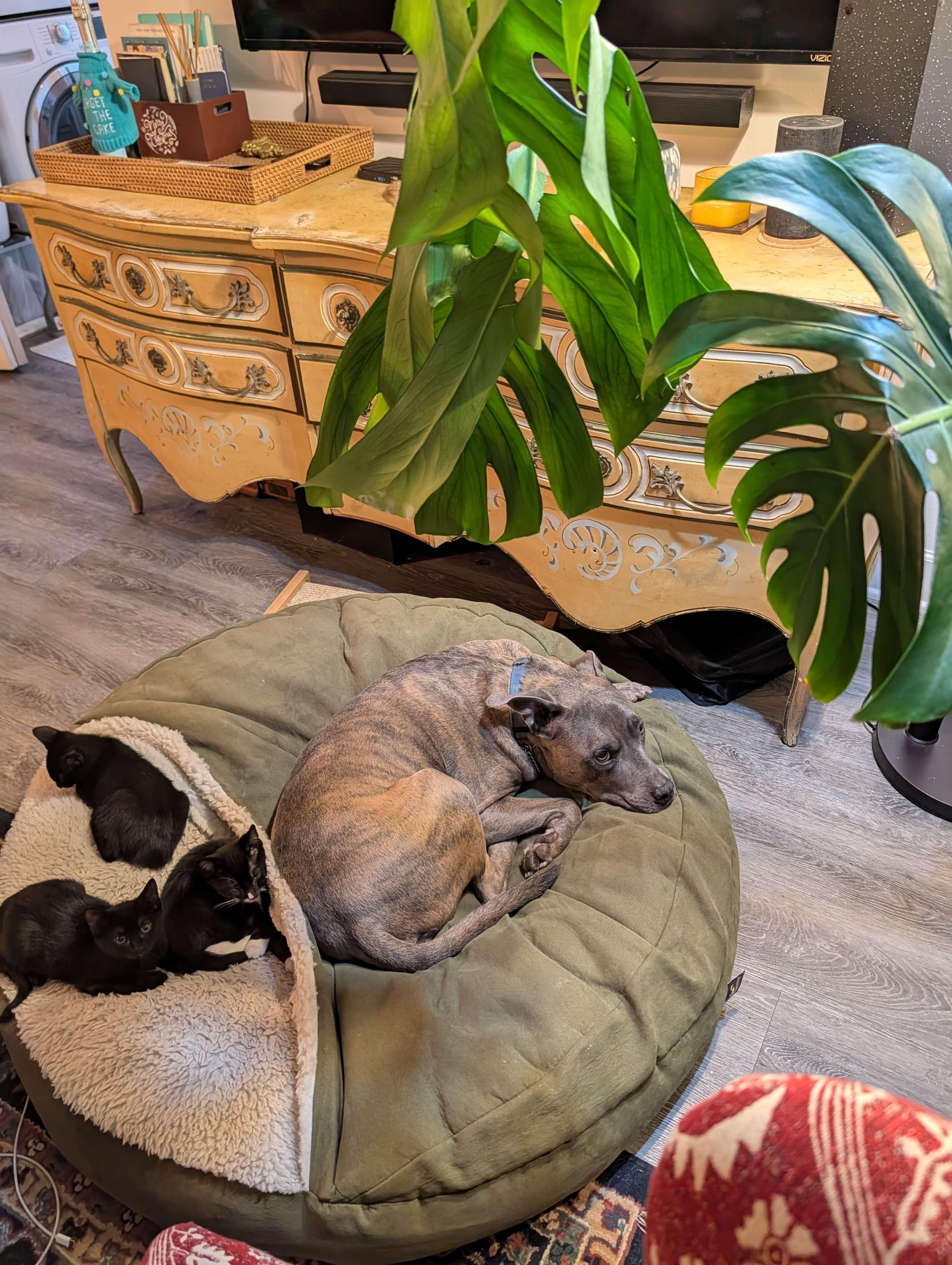 Diego (Pending), Fresno, & San Francisco (Pending), a ADOPTABLE Domestic Short Hair in Weehawken, NJ image 3/6
