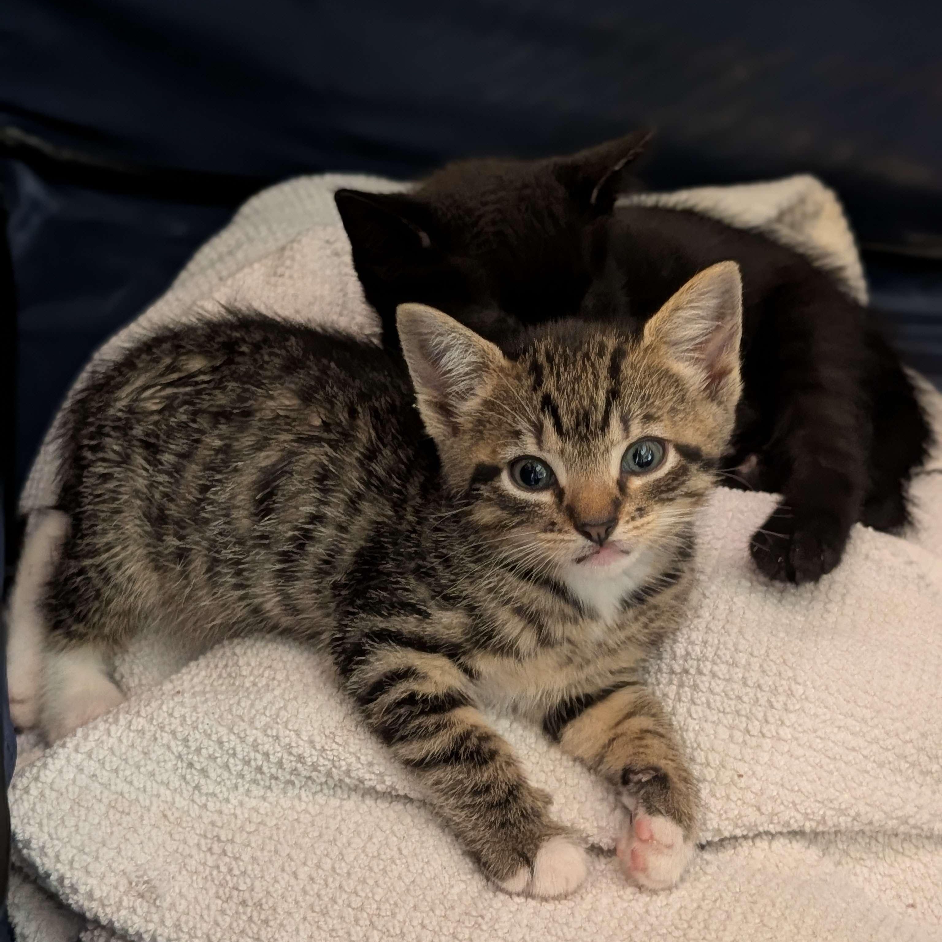 Diego (Pending), Fresno, & San Francisco (Pending), ADOPTABLE, Kitten Male Domestic Short Hair.