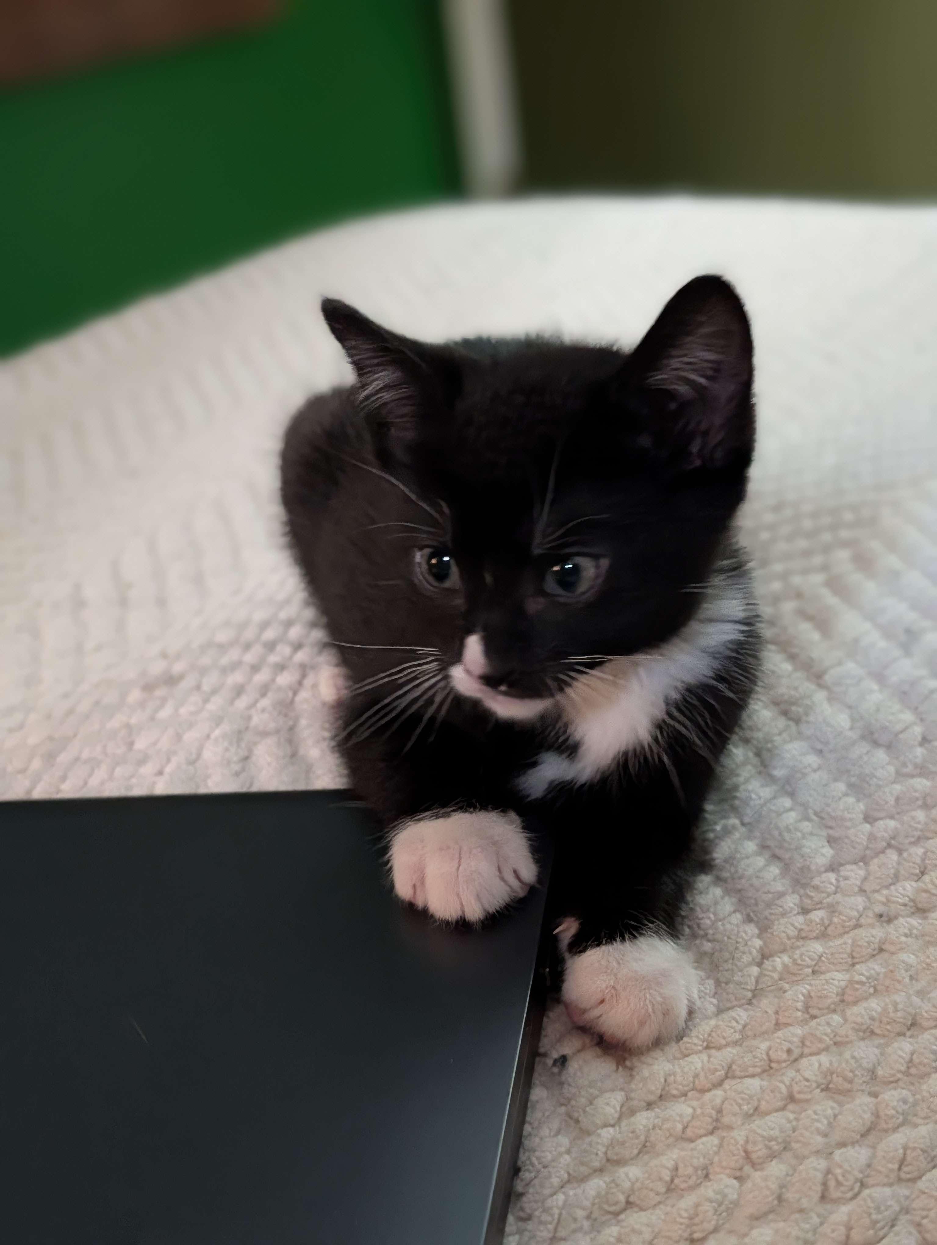 Diego (Pending), Fresno, & San Francisco (Pending), a ADOPTABLE Domestic Short Hair in Weehawken, NJ image 6/6