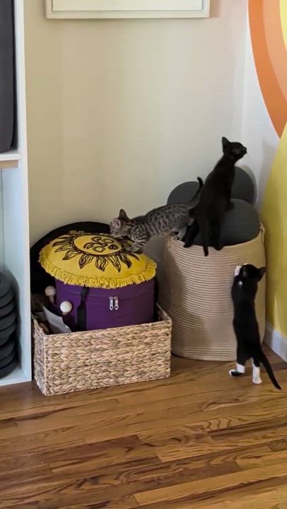 Enlarge Diego (Pending), Fresno, & San Francisco (Pending), a ADOPTABLE Domestic Short Hair in Weehawken, NJ video 2/6