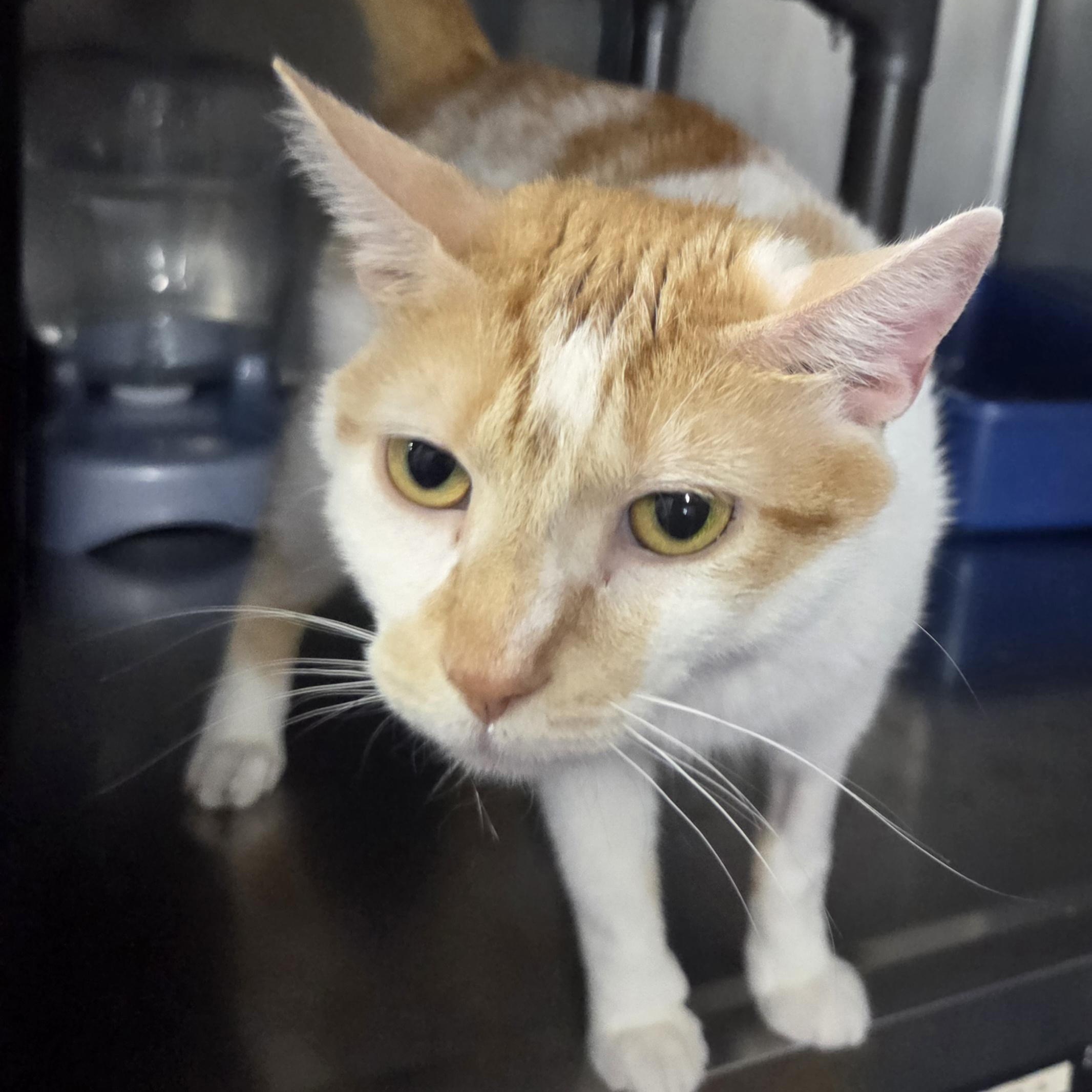 Sun Dancer, adopted, Adult Female Domestic Short Hair.