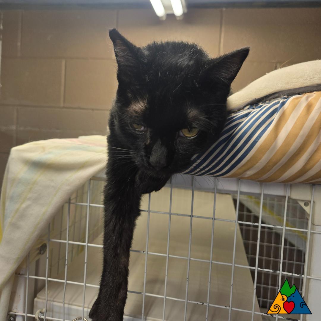 Enlarge Punkin, a Adoptable Domestic Short Hair in Douglas, WY image 1/3