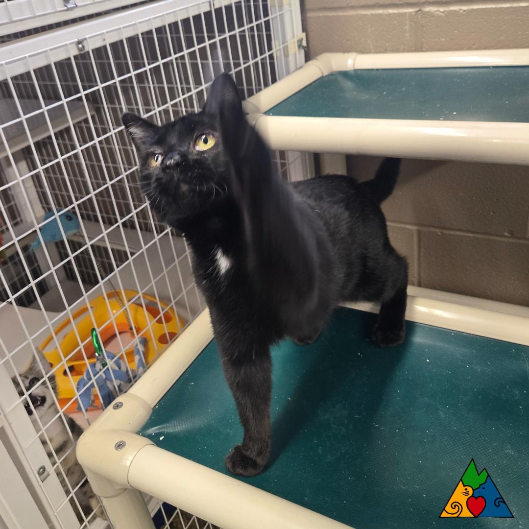 Enlarge Punkin, a Adoptable Domestic Short Hair in Douglas, WY image 2/3