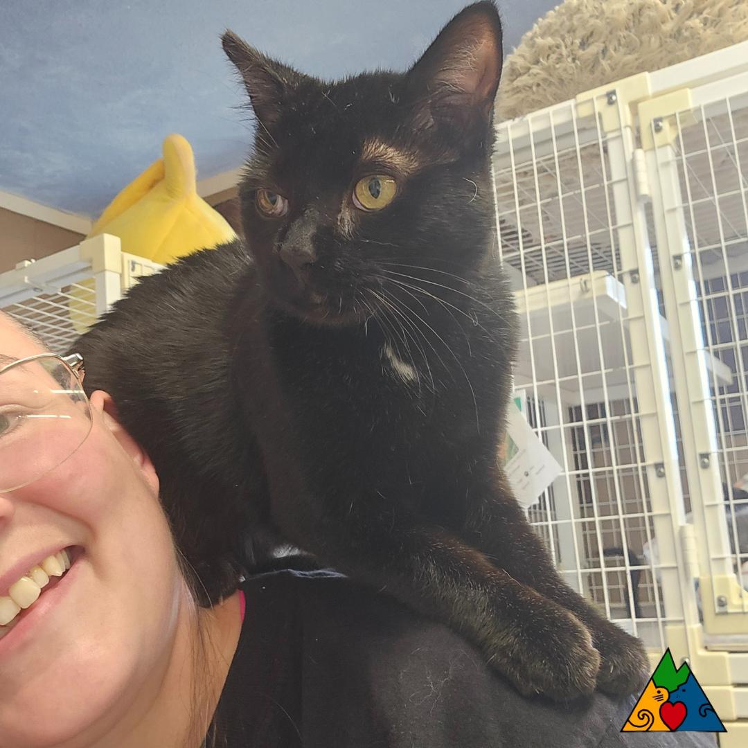 Enlarge Punkin, a Adoptable Domestic Short Hair in Douglas, WY image 3/3